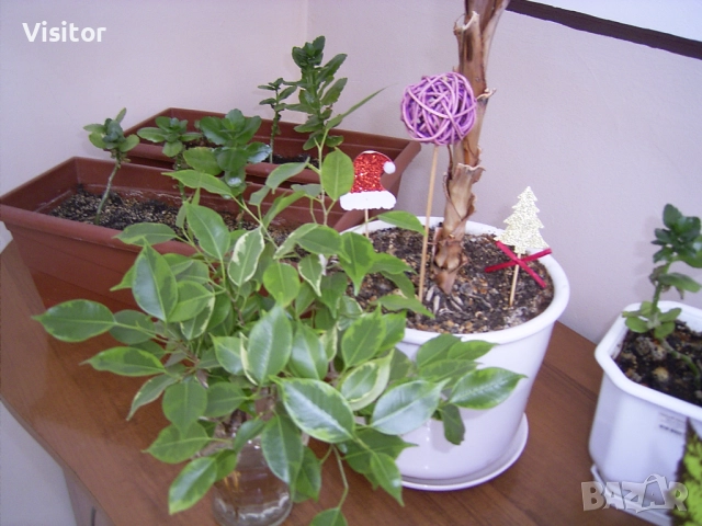 фотоапарат Ricoh Caplio RR30, снимка 16 - Фотоапарати - 52550381