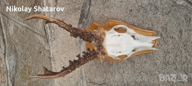 трофеи от съръндак, снимка 2 - Декорация за дома - 51708229