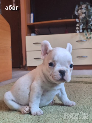 Бяло, мъжко френско булдоче, снимка 1