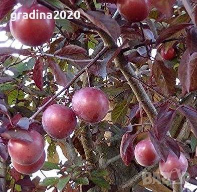 Червенолистна слива, снимка 3 - Разсади - 44452159