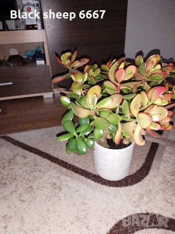 красула-дървото на живота , столетник