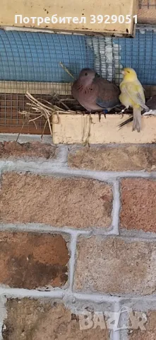продавам сенегалска женска, снимка 4 - Папагали - 49794709