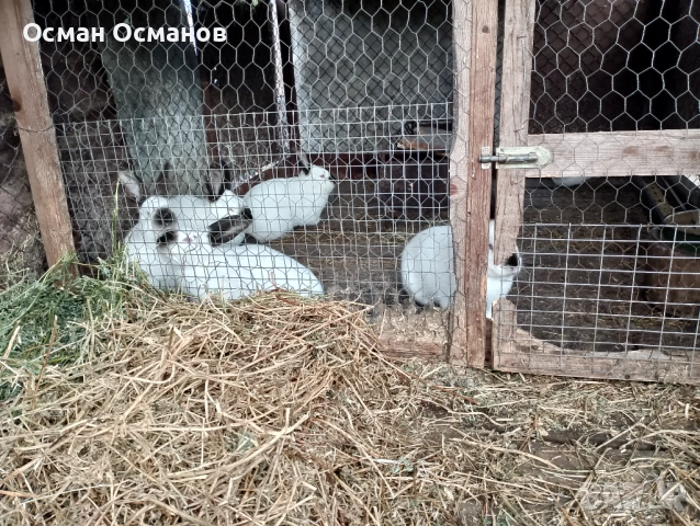 Продавам, снимка 6 - Други животни - 53452437