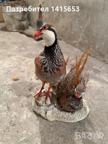 Продавам препариран кеклик, снимка 2 - Антикварни и старинни предмети - 52931106