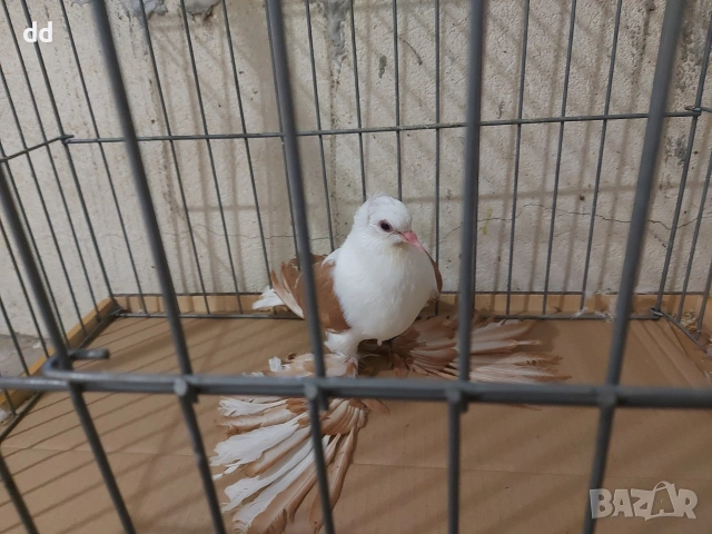 саксонска чайка