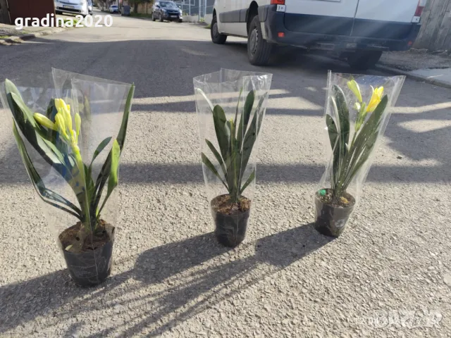 Киливия - Жълта, снимка 6 - Разсади - 49936153