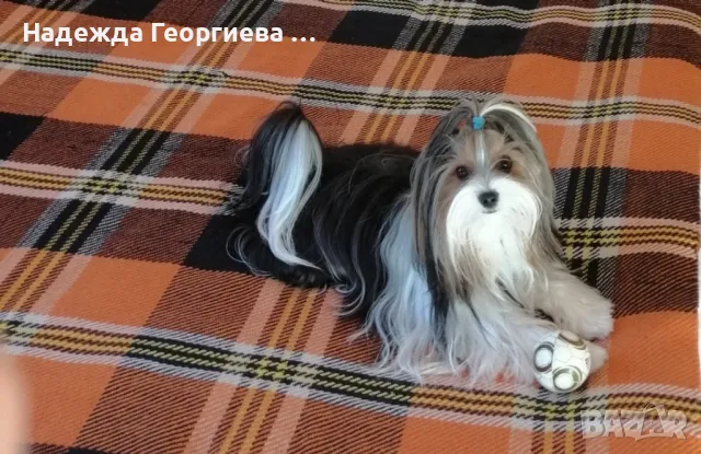 Хотел за котки ,кучета, зайци, гризачи и птици, снимка 8 - Ветеринари и услуги - 48148760