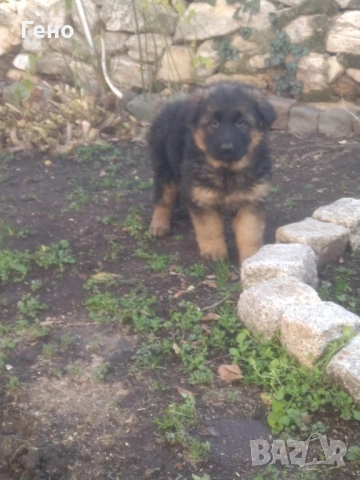 Продавам НОК, снимка 4 - Немска овчарка - 53309940