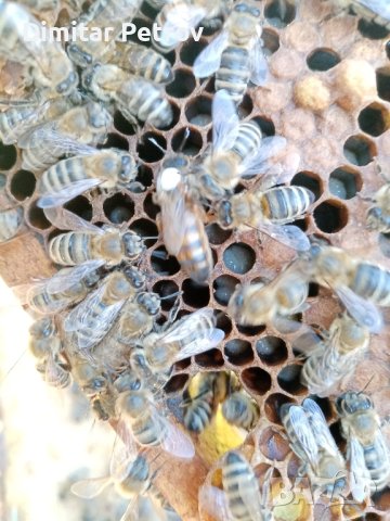 Пчелни майки и отводки сезон 2024 , снимка 3 - Други животни - 31646927