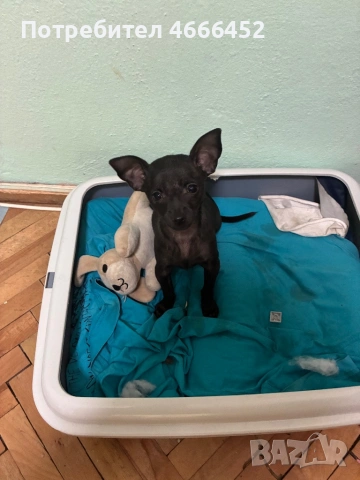 Мини пинчер, снимка 3 - Пинчер - 53137750