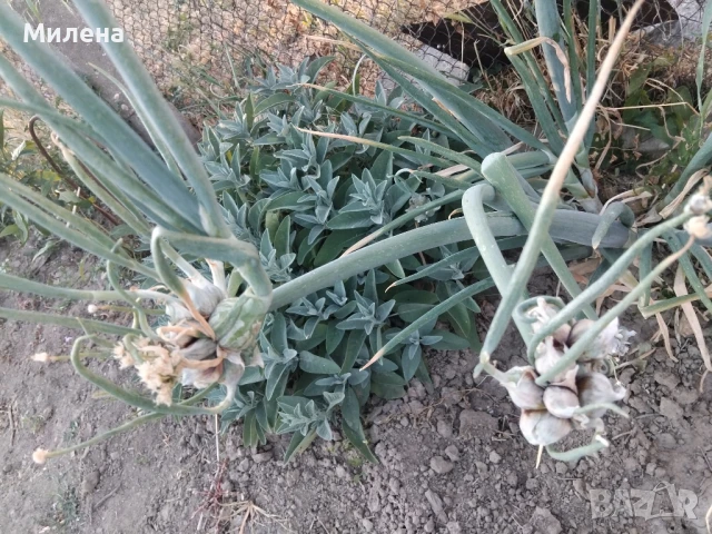 Вечен лук, многоетажен лук, въздушен лук, живораждащ лук , снимка 13 - Градински цветя и растения - 45035276