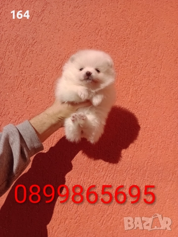 Померани. Белички. Реални снимки от 29.12.25 г., снимка 2 - Померан - 52926285