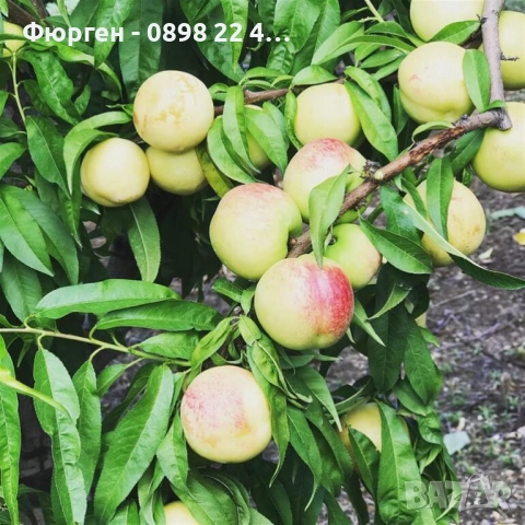 Бяла нектарина , снимка 3 - Разсади - 51956415