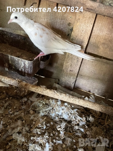 Гугутки Скумрийки, снимка 1