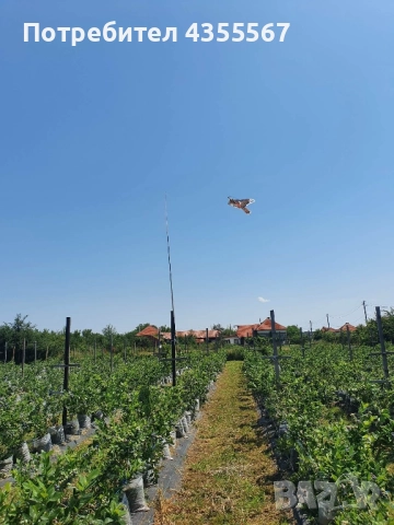 Боровинки, снимка 3 - Разсади - 52815818