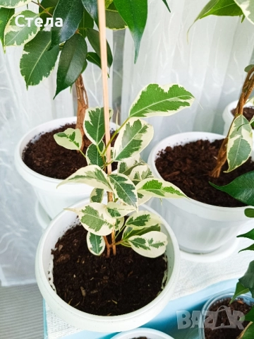 Пасифлора, бял Бенджамин, Сансевиера, мексиканска мента, Копривка , снимка 2 - Градински цветя и растения - 51170707