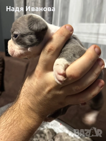 Френски булдог, снимка 2 - Френски булдог - 52687083