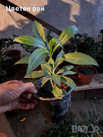 Канадска златна пръчица , снимка 4 - Градински цветя и растения - 51555884