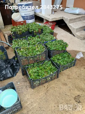 Продавам разсад ягоди , снимка 12 - Сортови семена и луковици - 49800193