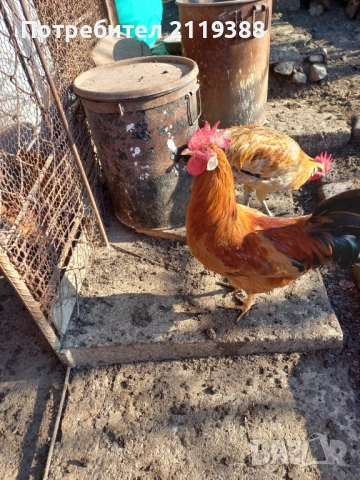 Петли за продаване ,породисти, снимка 3 - Кокошки и пуйки - 53024106