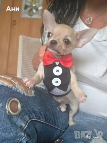 КУЧЕНЦЕ МЕЧТА.УНИКАЛНО ЧИХЕНЦЕ, снимка 1