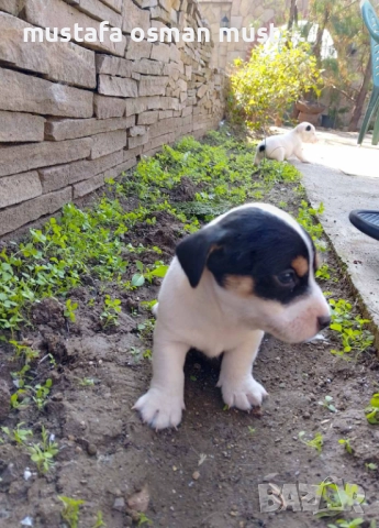 Джак Ръсел териер, снимка 2 - Джак ръсел териер - 52465135