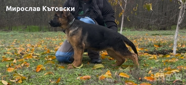 Елитни немски овчарки, снимка 10 - Немска овчарка - 51923395