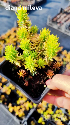 Седум Анджелина, Sedum rupestre Angelina, снимка 10 - Градински цветя и растения - 47307888