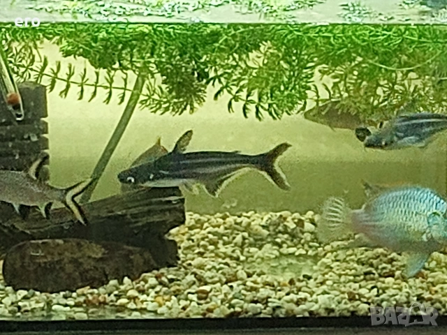 Сом Пангас - 18 см., снимка 2 - Рибки - 53492951