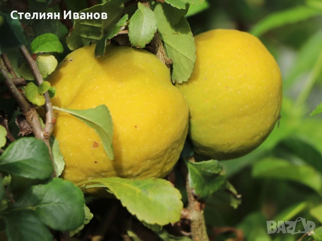 Японска дюля, хеномелес, планински лимон (Chaenomales x superba 'Nicoline'), снимка 5 - Градински цветя и растения - 52354276