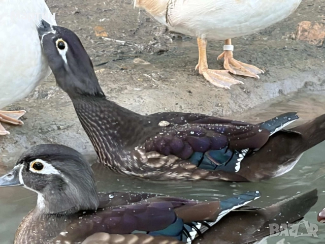 Патици Каролинки , снимка 13 - други­ - 51497214