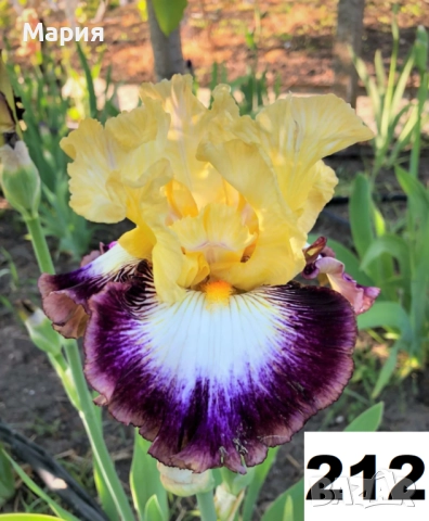Сортови вискоки ириси /брадати ириси, снимка 13 - Градински цветя и растения - 51459299