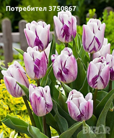 🌷 Лале в саксия (Tulipa), снимка 9 - Градински цветя и растения - 53449560