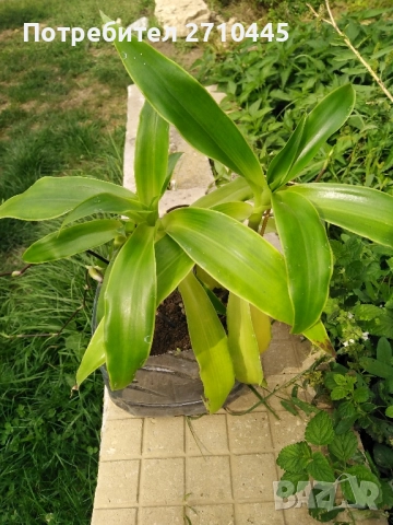 Лечебно цвете КАЛИЗИЯ 