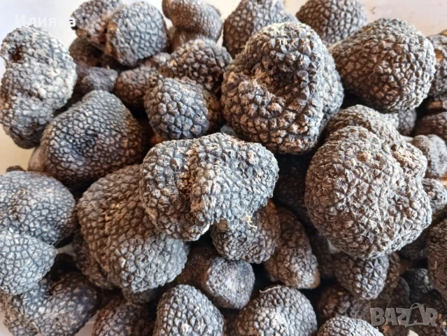 Зехтин с Трюфел и пресни Трюфели, снимка 2 - Други - 51156343
