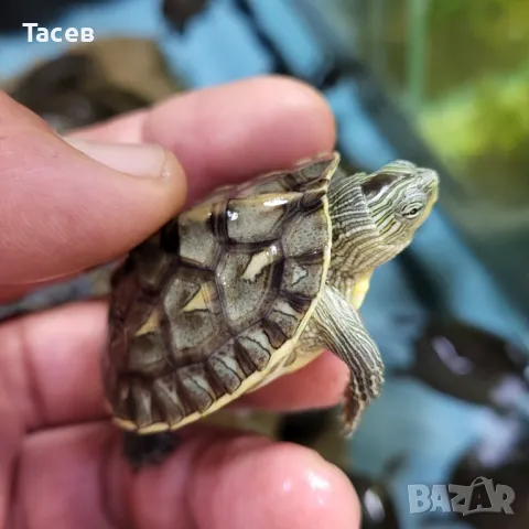 Водни костенурки 4см