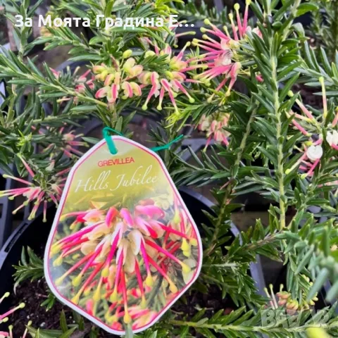 Гревилеа, снимка 4 - Градински цветя и растения - 49460103