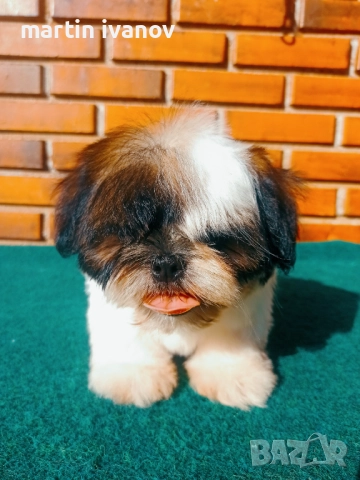 Кученца шитцу, снимка 3 - Ши Тцу - 52810323