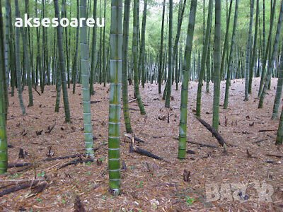 100 броя семена от декоративен бамбук Moso Bamboo зелен МОСО БАМБО за декорация и дървесина, снимка 13 - Сортови семена и луковици - 37711749