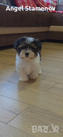 Йорки бивер териер,две момченца!, снимка 8 - Йоркширски териер - 52850201