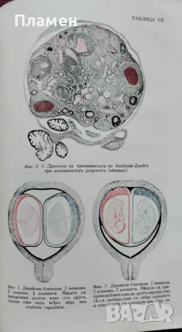Основи на акушерството Димитъръ Стаматовъ /1941/, снимка 5 - Антикварни и старинни предмети - 48811855