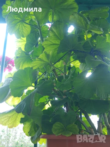 Мушкато,сандъчета,големи,отгледани,последни бройки,ДОГОВАРЯНЕ,готови за декорация и ползване за дома, снимка 8 - Градински цветя и растения - 50448492