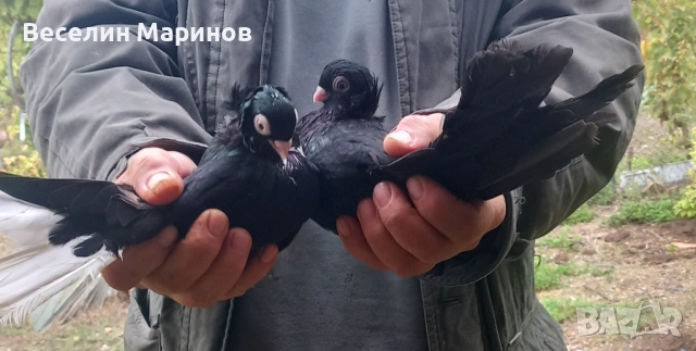 Продавам шуменски гълъби , снимка 10 - Гълъби - 52011901