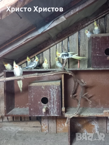 Папагали корела , снимка 2 - Папагали - 52644313