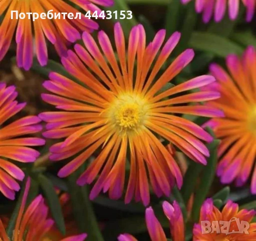 Делосперма 