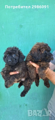 мини пудел , снимка 1
