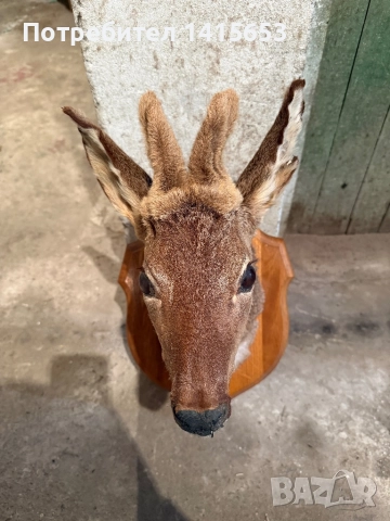 Продавам препариран сръндак