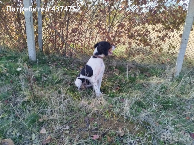 Женски бретон шпаньол, снимка 8 - Бретон шпаньол - 52876247