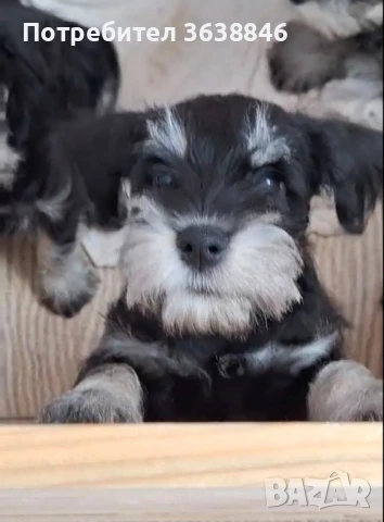 Цверг шнауцер, снимка 4 - Други - 51281641