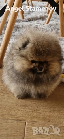 Померан,мини момченце с родословие!, снимка 5 - Померан - 53208827